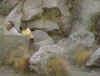 Desert Storm 1 pic